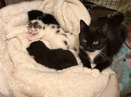 4x Kittens