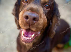 7 year old spaniel