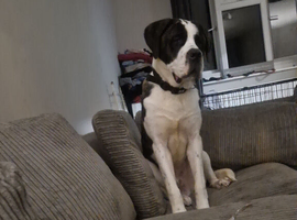 St Bernard x mastiff