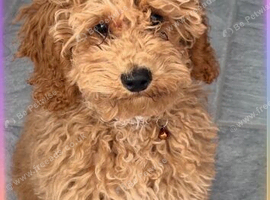 Maltipoo 8 months old.