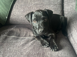 Patterdale pup for sale