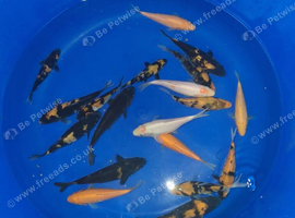 koj carp for sale