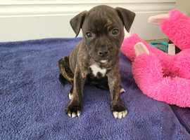 Staffie cross mastiff (2 girls left)