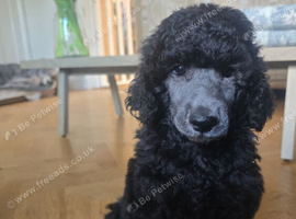 Silver Standard Poodle