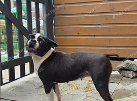 Adult boston