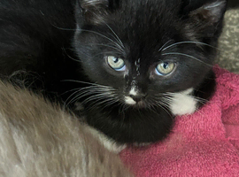 British shorthair cross Domestic longhair