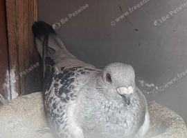 Pair of birds for sale