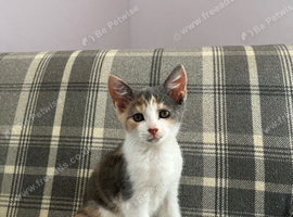 Kittens ready to leave for their new home