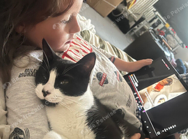 Rehoming my kitten