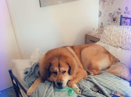 Tibetan Mastiff