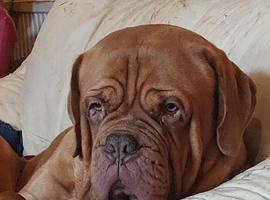 Dogue de bordeaux 4.5 years male