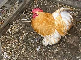 Pekin Bantam cockerels in need of new homes