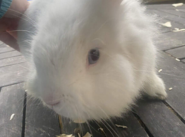 1.5 Year Old Male Lionhead Rabbit