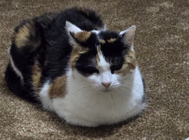 Female cat