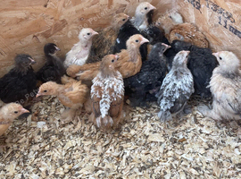 Pekin bantam chicks