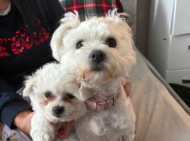 Bichon Frise - 1 Male Puppy (8 Weeks) Ready Now - &pound;800