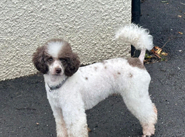 Brown Parti Mini Poodle at stud