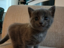 Grey Female Kitten ready to go