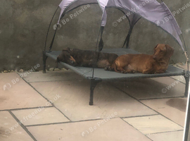Slightly Older Girls looking for retirement homes