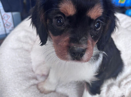 Gorgeous Cavalier Puppies