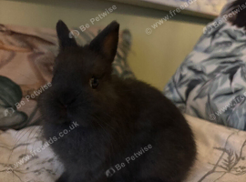 Pure bred, friendly Nethies (vaccinated)