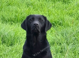 2 Year Old KC Registered Female Lab