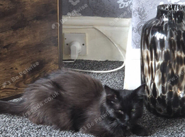 Maine coon x ragdoll