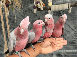 Friendly Baby Handreared Super Tame Cuddly Galah Cockatoo Parrot,13