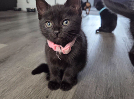 2 Beautiful Black Kittens