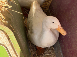 A pair of Aylesbury Drakes