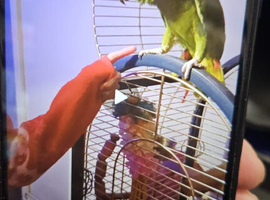Amazon parrot