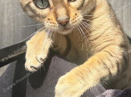 snow bengal