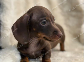 Beautiful dachshund puppies
