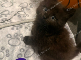 4kittens looking home