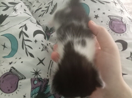 Kittens for sale