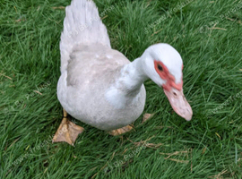Rare cream colour Muscovy female