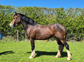 Welsh Section D Filly
