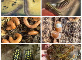 Invertebrate starter colonies setup x 32 millipedes & isopod