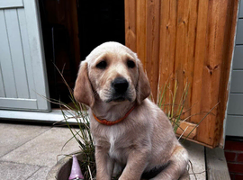 2 Goldador Puppies for Sale