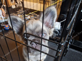 Fluffy fench bulldog