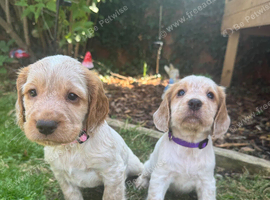 Ready now! Gorgeous cocker spaniel puppies