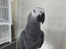 8 year old friendly african grey (read bio)