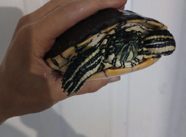 Meso American Slider Turtle.