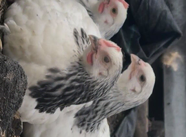 I want Female chicken