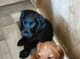 2 cocker spaniel puppies