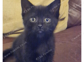 1/4  Maine Coon kitten