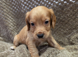 Cocker spaniel pups
