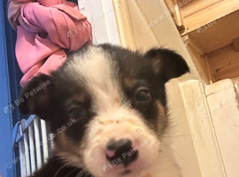 Border collie puppies