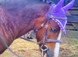 !12hh SHOW/LEAD REIN/RIDDEN!
