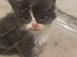 3 kittens for sale very fluffy, playful and cuddly one grey and white one ginger and one cream colour kitten